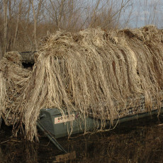 Willow Cypress